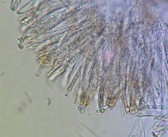 Hymenoscyphus scutula