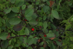 Cotoneaster uniflorus