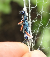 Neocollyris bonellii