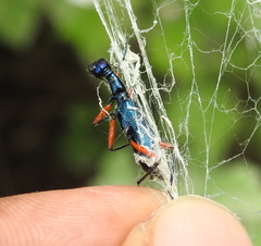 Neocollyris bonellii