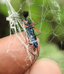 Neocollyris bonellii