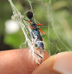 Neocollyris bonellii