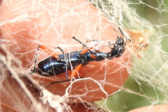 Neocollyris bonellii