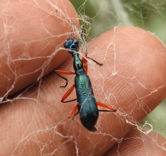 Neocollyris bonellii