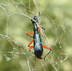 Neocollyris bonellii