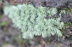 Leucobryum juniperoideum