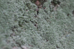 Leucobryum juniperoideum