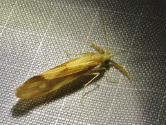 Triaenodes marginatus