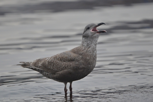 Gaviota de Bering (Larus glaucescens)