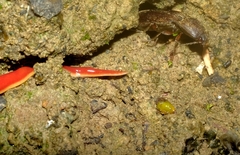 Arthurdendyus testaceus