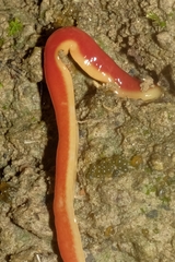 Arthurdendyus testaceus