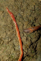 Arthurdendyus testaceus