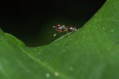 Teleopsis quadriguttata