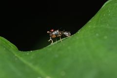 Teleopsis quadriguttata