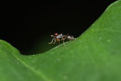 Teleopsis quadriguttata