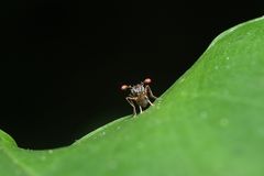 Teleopsis quadriguttata