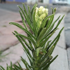 Pseudognaphalium viscosum