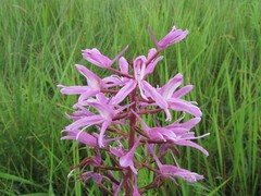 Disa nervosa