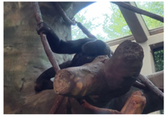 Gorilla gorilla