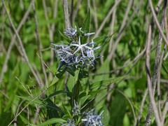 Amsonia