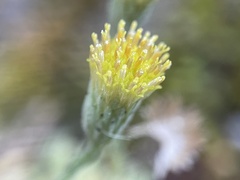 Erigeron petrophilus