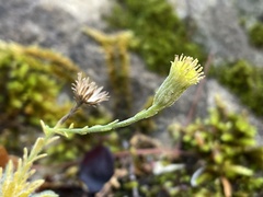 Erigeron petrophilus