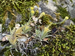 Erigeron petrophilus