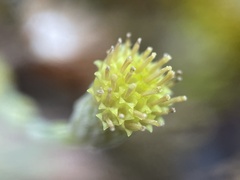 Erigeron petrophilus