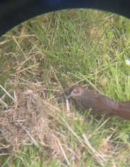 Dasyornis broadbenti