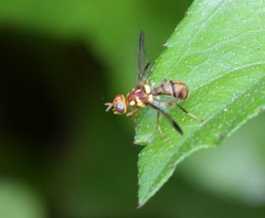 Bactrocera hochii