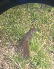 Dasyornis broadbenti