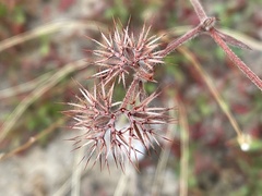 Chorizanthe douglasii
