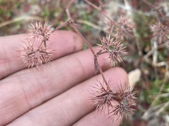 Chorizanthe douglasii