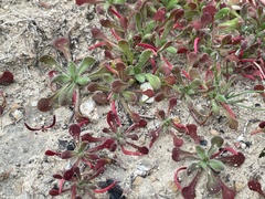 Chorizanthe douglasii