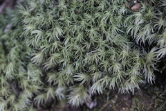 Leucobryum juniperoideum