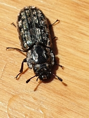 Phanodesta nigrosparsa