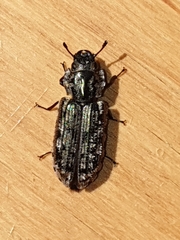 Phanodesta nigrosparsa