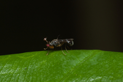 Teleopsis quadriguttata