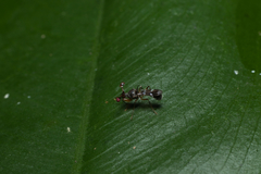 Teleopsis quadriguttata