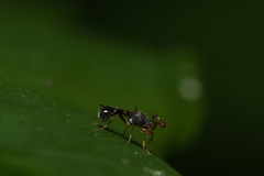 Teleopsis quadriguttata