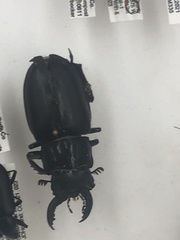Lucanus