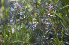 Leucopogon neurophyllus
