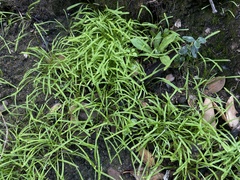 Claytonia parviflora viridis