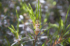 Leucopogon neurophyllus
