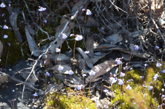 Utricularia grampiana