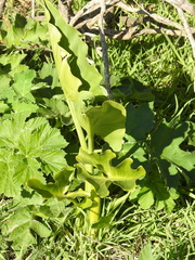 Zantedeschia aethiopica