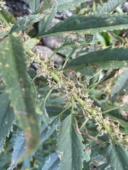 Datisca glomerata