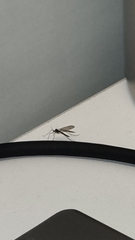 Tipulomorpha