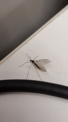 Tipulomorpha