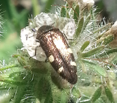 Acmaeodera